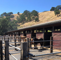 Box stall with large run
