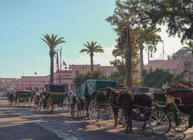 A line of horse carriages and palm trees at the Jemaa el-Fna | RollingBear Travels