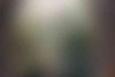 Le Jardin Majorelle ferns, Marrakech | RollingBear Travels