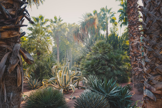 Le Jardin Majorelle ferns, Marrakech | RollingBear Travels