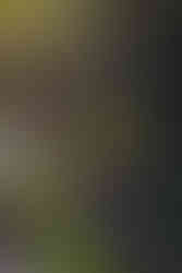 Bamboo grove at Le Jardin Majorelle, Marrakech | RollingBear Travels