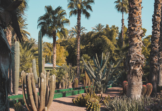Cacti and palm trees at Le Jardin Majorelle, Marrakech | RollingBear Travels