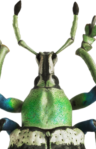 Colorfull 3D modells created in Artec Studio 18