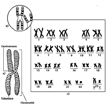 chromosome8