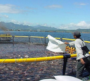 Malla Pesca3.jpg