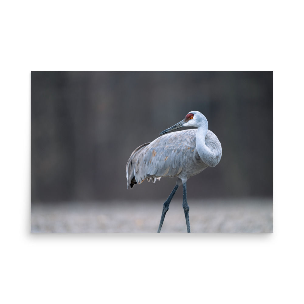 Solo Sandhill