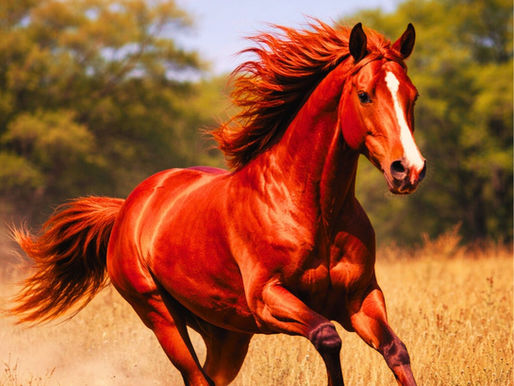 L'anno nuovo lunare 2026: la tua salute e il tuo benessere nell'anno del Cavallo di Fuoco