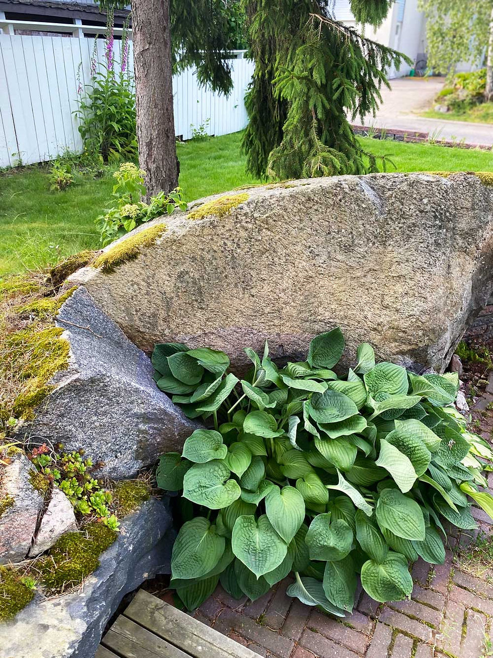 Kalliot ja suuret luonnonkivet antavat puutarhalle luonnetta. Köynnöshortensian taimi ohjattiin kasvamaan kiven päälle.