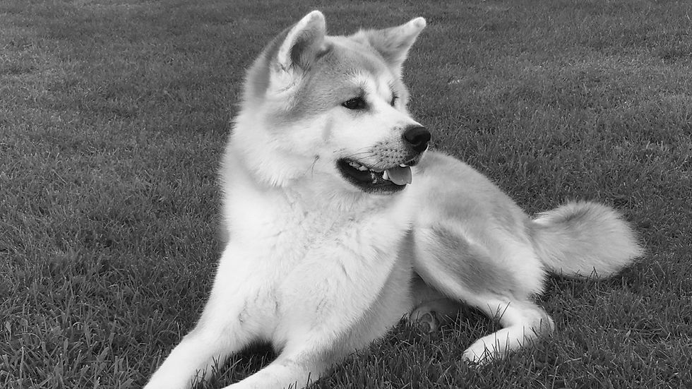 Dogs pictures-09_edited_edited