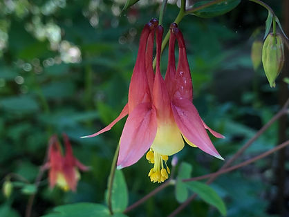 Columbine