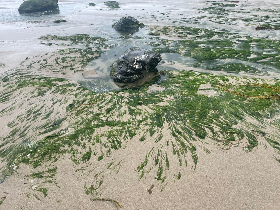 Seaweed and sand