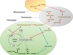 A metabolic bypass increases crop productivity
