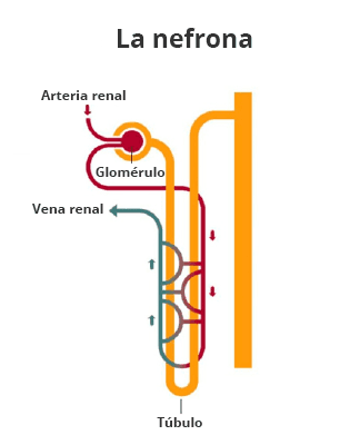 La nefrona con sus dos partes: glomérulo y túbulo renal. En estas estructuras se llevan a cabo los procesos para la formación de orina.