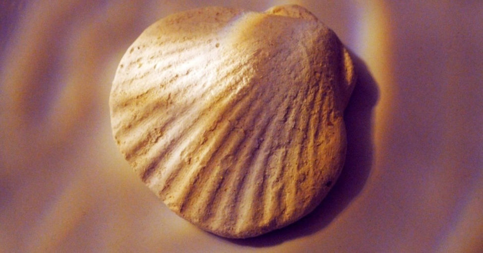 Seashell_edited_edited_edited_edited_edited_edited.jpg