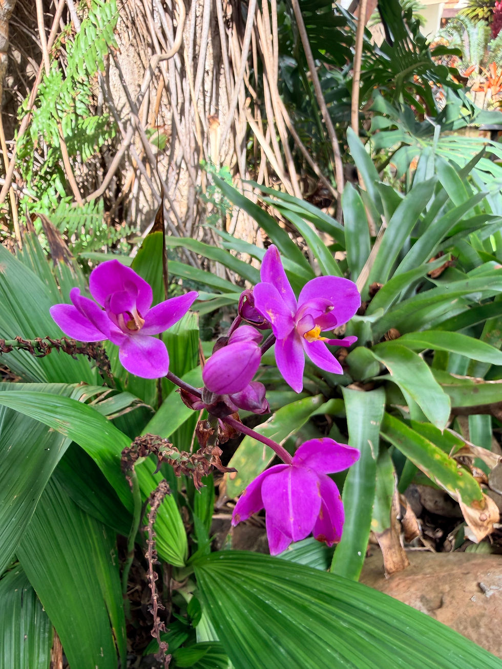 Purple orchids
