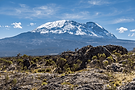 Snow-covered summit of Mount Kilimanjaro rising above the moorland under a blue sky