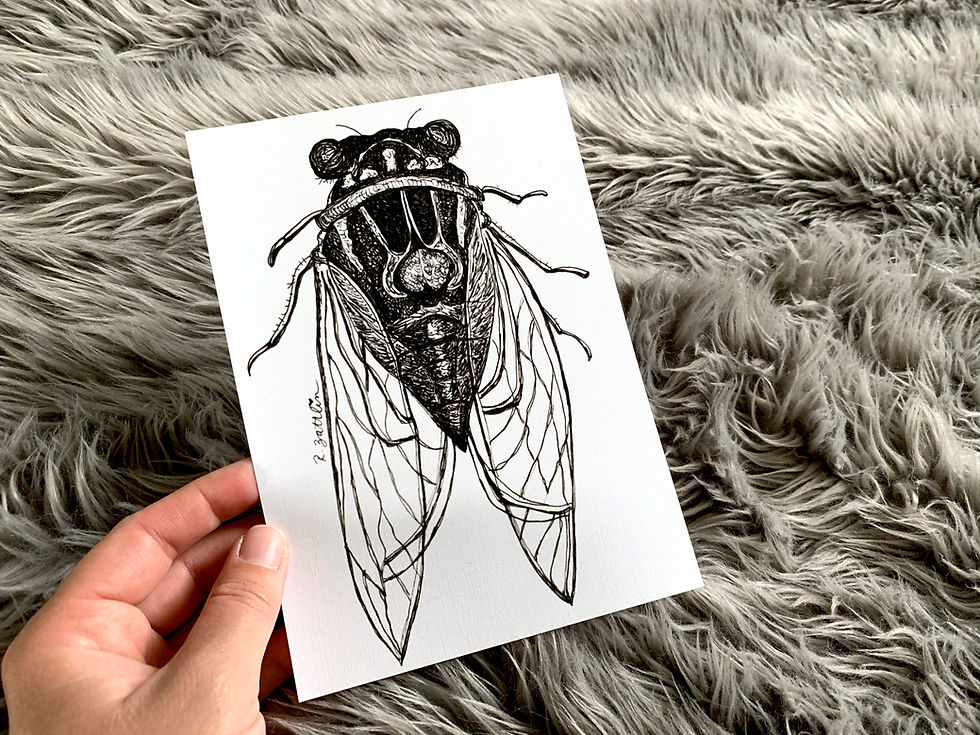Thumbnail: Cicada Art Print - 5x7 inch