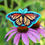 Thumbnail: Monarch Butterfly Sticker