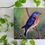 Thumbnail: "Blue as the Day" Eastern Bluebird Original Painting - 12x12