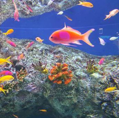 관상어 박람회.jpg