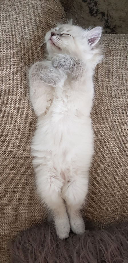 köpa katt, Neva Masquerade kattunge, neva masquerade, neva masquerade uppfödare, neva masquerade kattungar, shimas heart, alohomora paws, tant piggelins, snowy sapphire, corda dreams