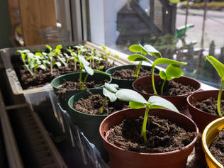 🌱 Je moestuinplantjes afharden: zo maak je ze klaar voor het grote buitenleven!
