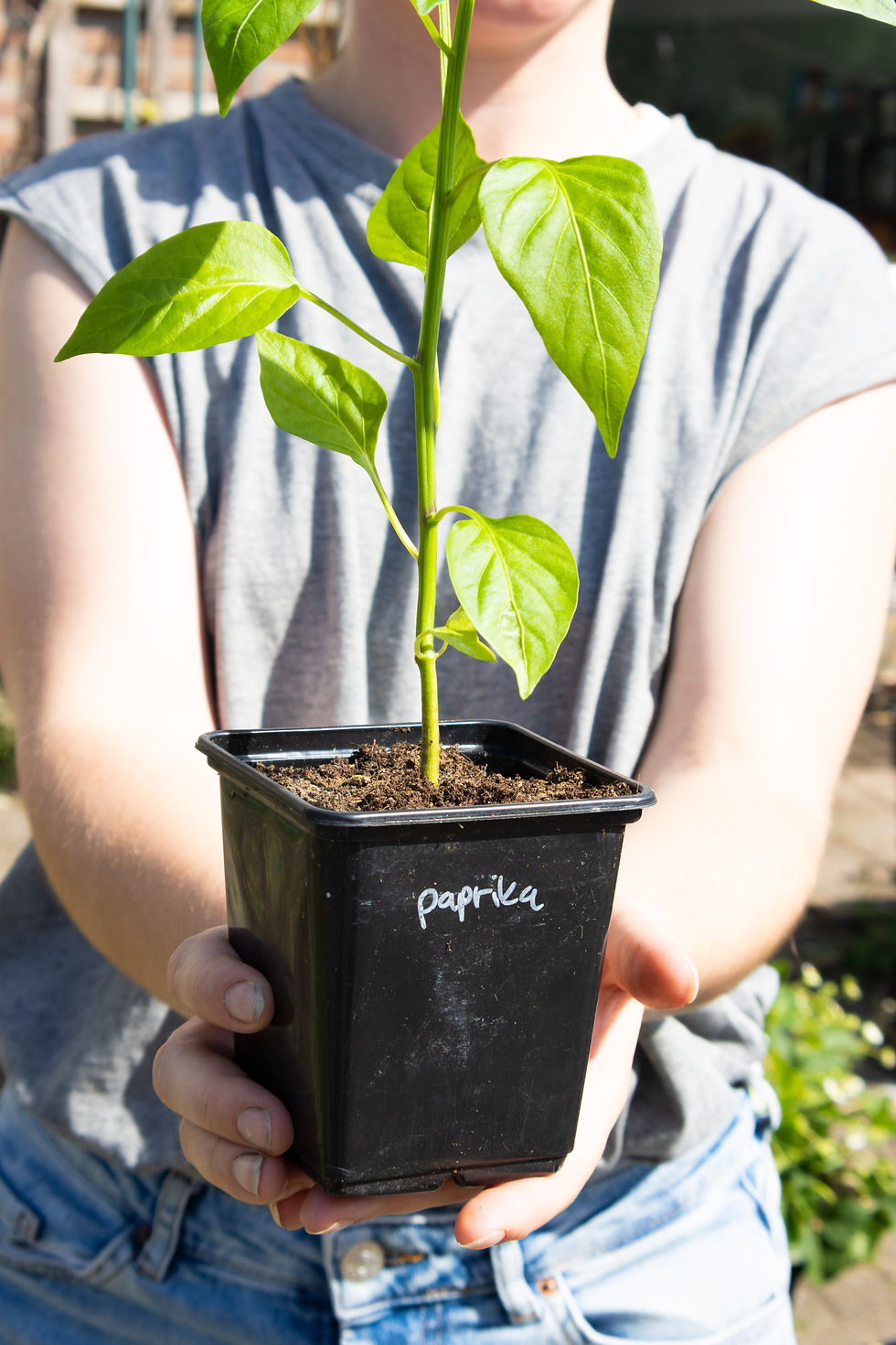 paprika plant in p9 potje