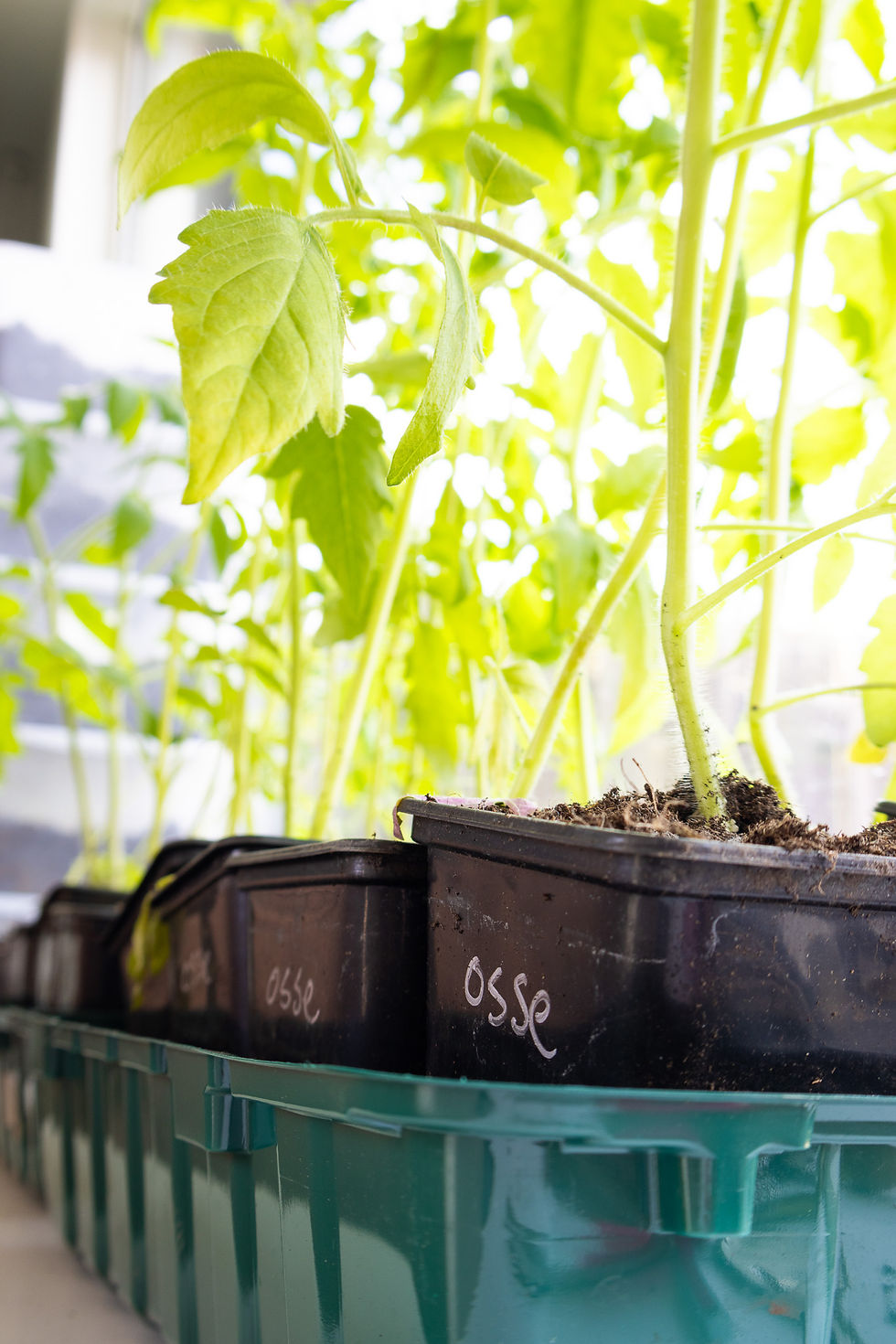 moestuin planten in de vensterbank