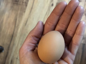 Backyard Chicken Eggs: Tips for Egg Color, Freshness and Strong Shells