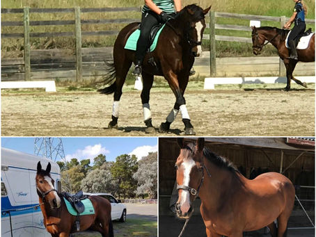 An office job surrounded by horses? Yes please!