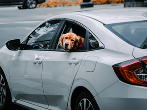 How to properly transport animals in taxis to avoid penalties