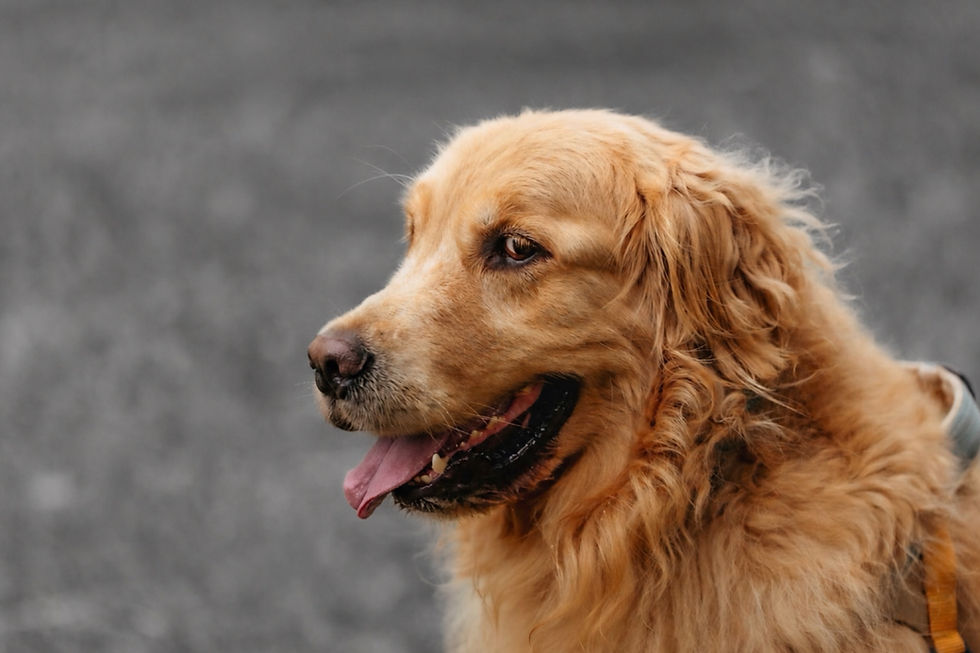 Golden retriever with tongue out, looking content. Warm fur contrasts against blurred gray background, creating a calm mood.