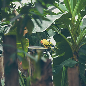 Tropical Birds Book