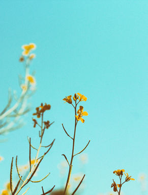 microblading maricopa