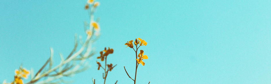 Yellow flowers reach towards the blue sky with photography background My Site 1