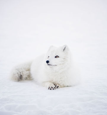 Snow Fox resting in the snow