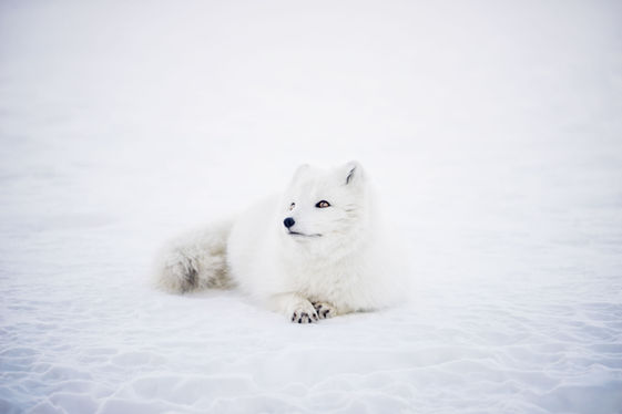 Arctic fox resting in snowy landscape