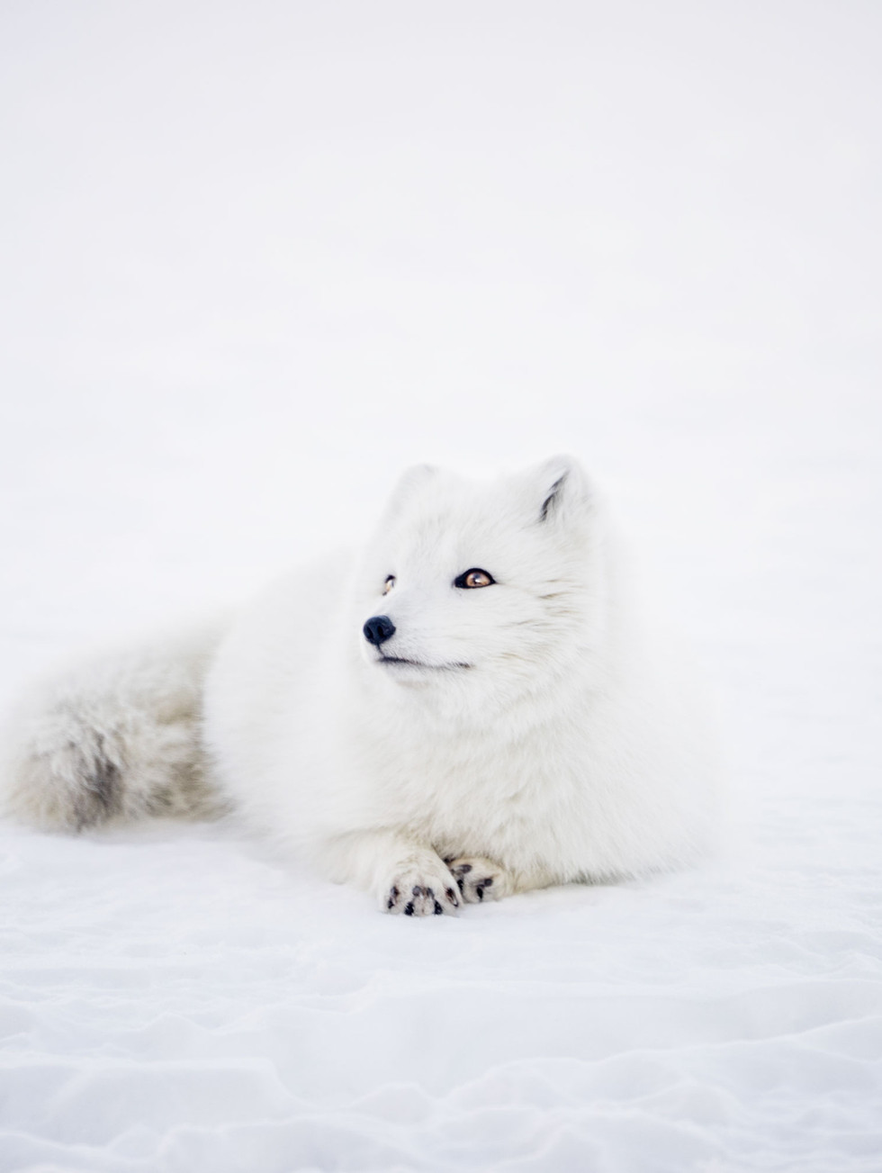Arctic Wolf