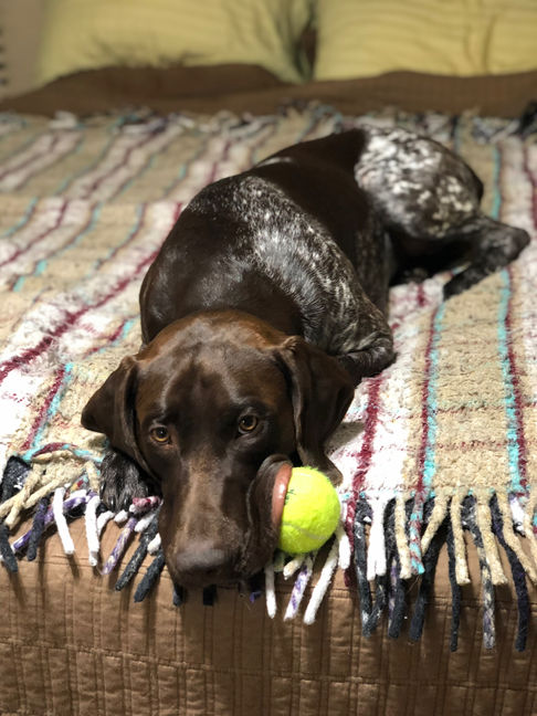 Tusc, a German shorthaired pointer, laying a bed with his head rested on a tennis ball