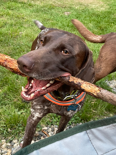 Tusc, a German shorthaired pointer, eating a stick