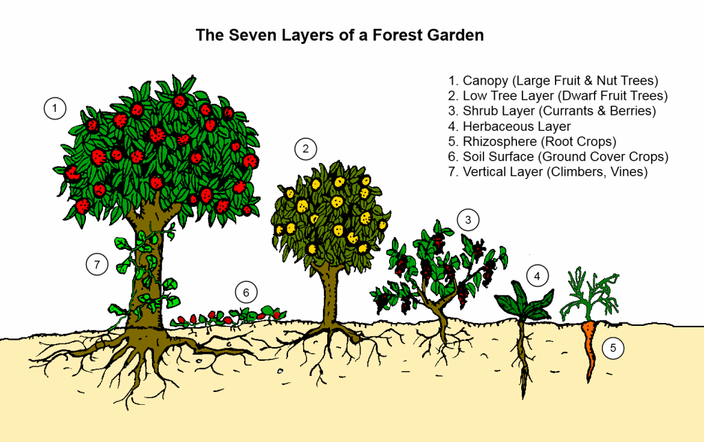 09-the-seven-layers-of-a-forest-garden.g