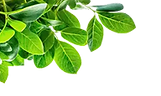 Groundnut-plant.png