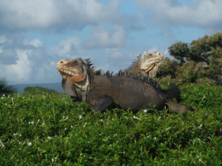 Explore Guadeloupe to find these guys