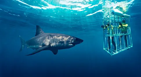 shark_dive_south_africa_1600x.webp
