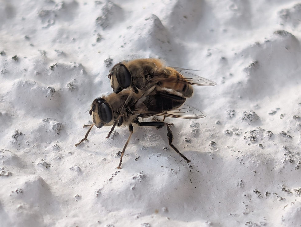 The Bees and the Banais Ríghe
