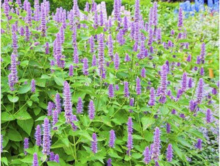 Anise Hyssop (Agastache Foeniculum)
