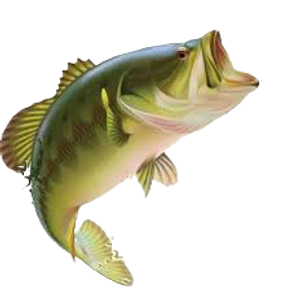 Picture of Bass at Lilac Lodge
