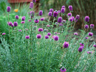Purple Prairie Clover (Dalea Purperea)