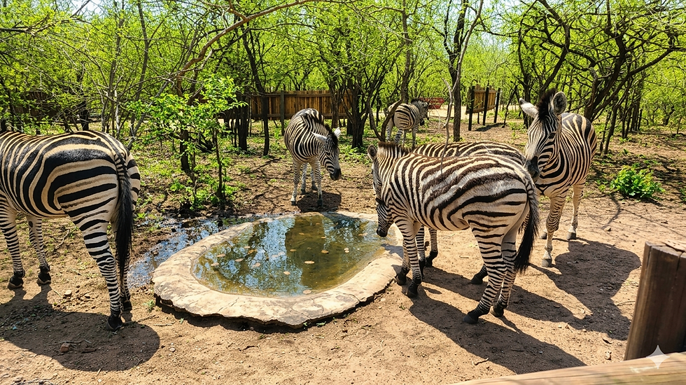 Wildlife at Backyard Waterhole