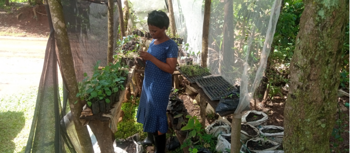 Fatumah in her model nursery bed preparing seedlings for her customers